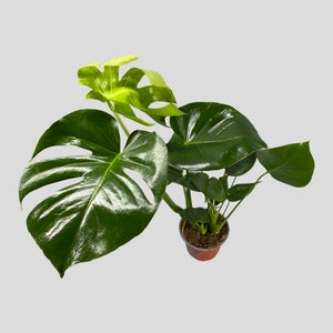 Monstera Deliciosa - Swiss Cheese House Plant - optional ceramic planter