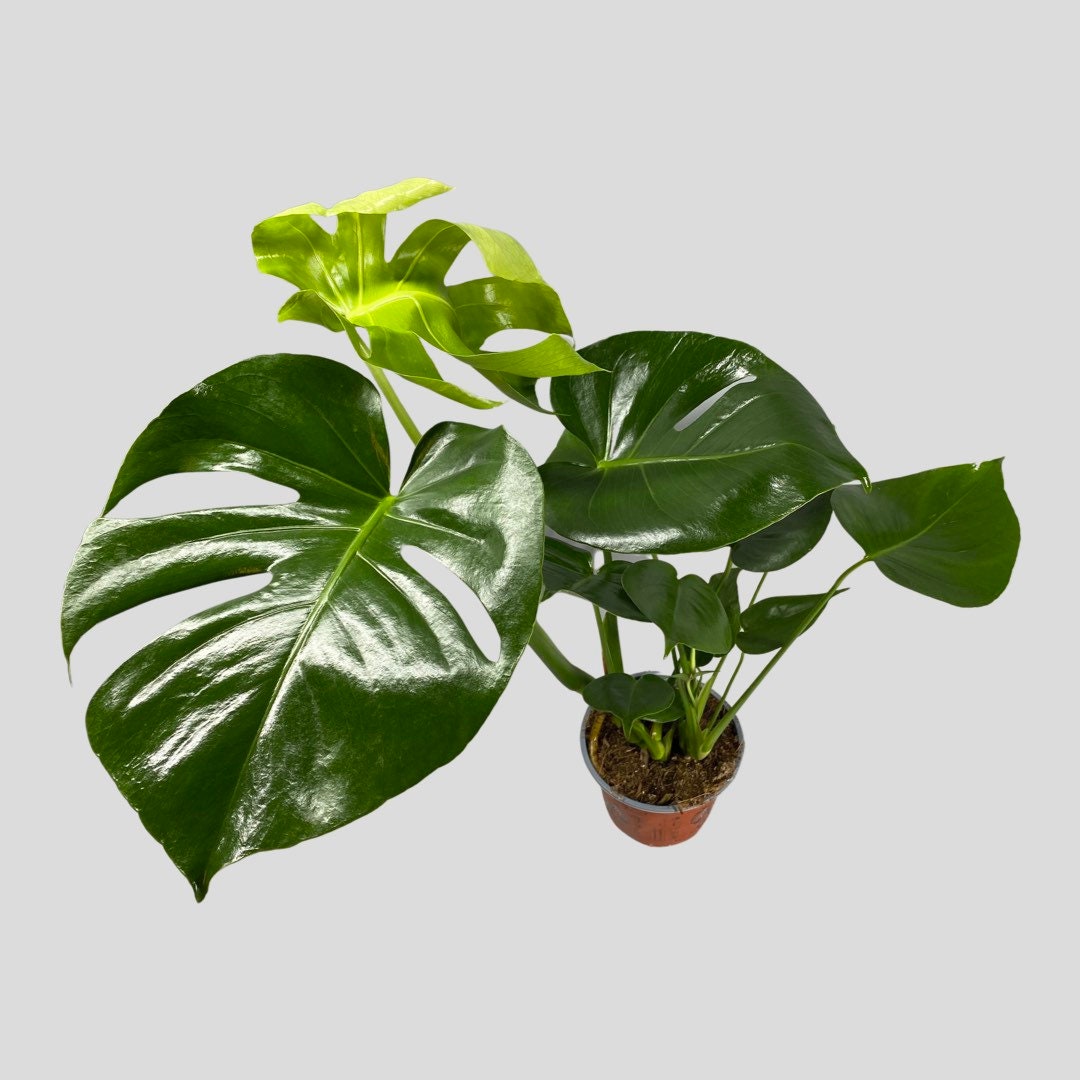 Monstera Deliciosa Swiss Cheese House Plant Optional Etsy UK