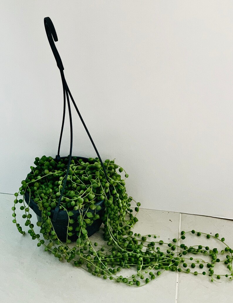 String of Pearls Senecio Rowleyanus Trailing Houseplant Etsy