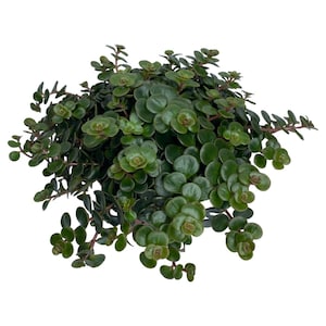 Puede incluir: Una planta de interior verde exuberante con peque&ntilde;as hojas redondas. La planta est&aacute; en maceta y tiene un aspecto lleno y tupido.