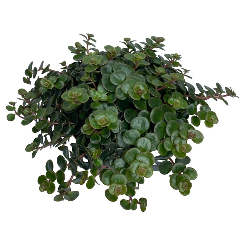 Puede incluir: Una planta de interior verde exuberante con peque&ntilde;as hojas redondas. La planta est&aacute; en maceta y tiene un aspecto lleno y tupido.