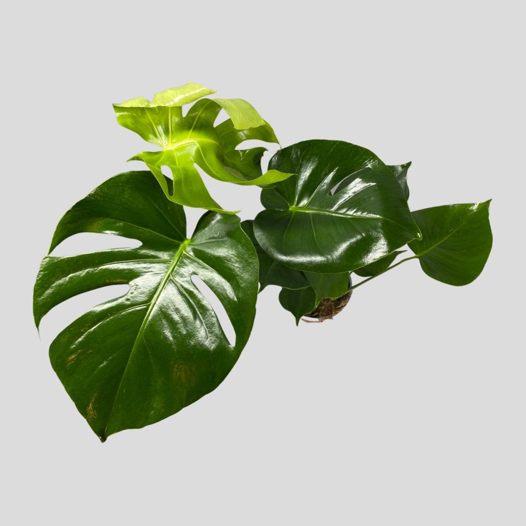 Monstera Deliciosa Swiss Cheese House Plant Optional Etsy UK