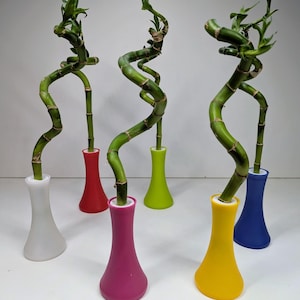 Dracaena Sanderiana - Curly Lucky Bamboo Plant and cover - ideal gift - Feng Shui - good luck