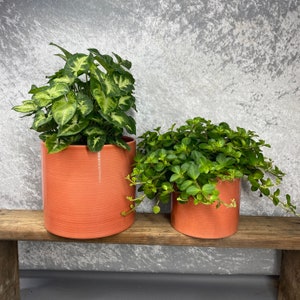 May include: Two potted plants in terracotta pots. The plant on the left has large, green leaves and is in a ribbed pot. The plant on the right has smaller, green leaves and is in a smooth pot.