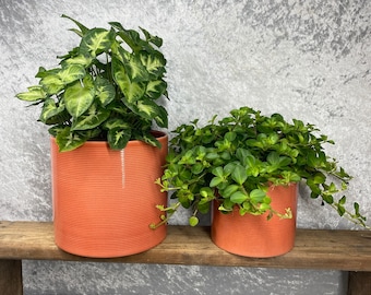 Maceta cilíndrica de cerámica acanalada para papaya / Maceta para plantas de interior / Varios tamaños