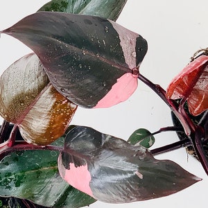 May include: Close-up of a Pink Princess Philodendron plant. The leaves are a deep green with pink variegation and water droplets. The stems are a deep red colour. The plant is set against a white background.