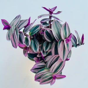 Tradescantia Nanouk Pink Trailing House Plant, Full Plant - ideal housewarming or wedding gift