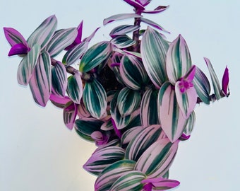 Tradescantia Nanouk Pink Trailing House Plant, Full Plant - ideal housewarming or wedding gift