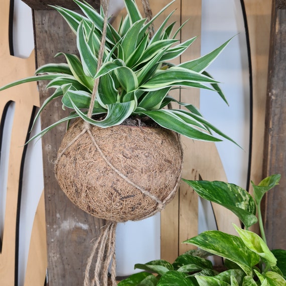 Maceta colgante de fibra de coco Kokedama Macetas de - Etsy México