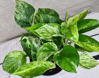 Scindapsus Aureus Marble Queen - Devils Ivy Trailing Houseplant