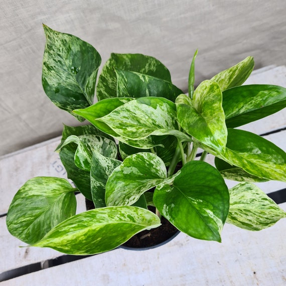 Scindapsus Aureus Marble Queen - Devils Ivy Trailing Houseplant - Etsy  Canada
