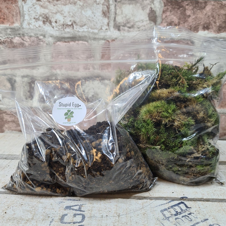 Glass Jar Terrarium DIY Kit Plants and Accessories Etsy UK