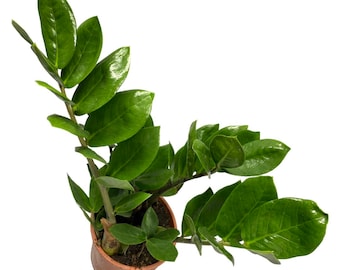 Zamioculcas Zamiifolia ZZ plant - perfect starter plant