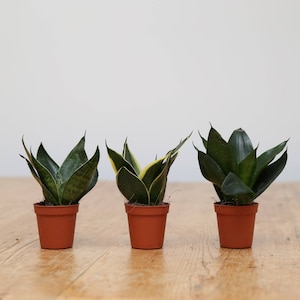 May include: Three potted snake plants in terracotta pots. The plants have green and yellow striped leaves.
