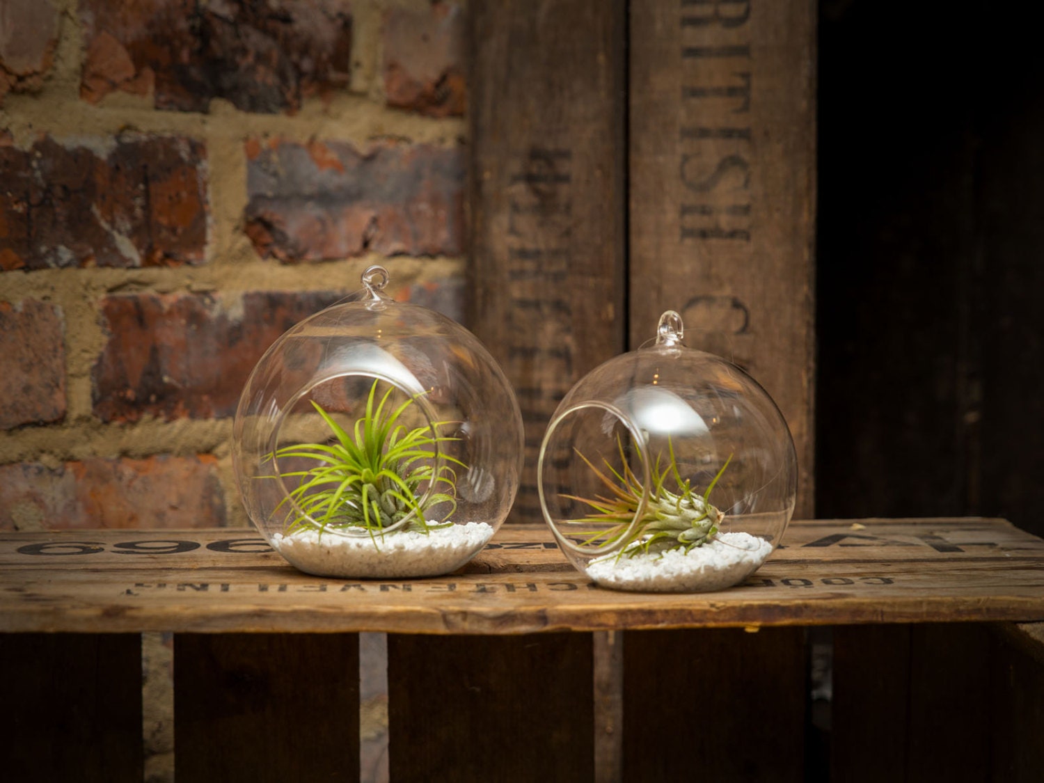 Pair of Hanging Glass Ball Terrariums With Airplants Unusual Etsy UK