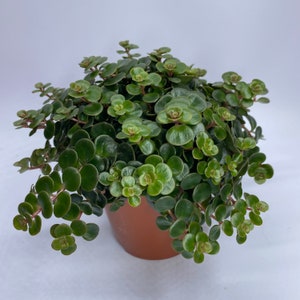 Puede incluir: Una peque&ntilde;a planta en maceta con hojas redondas y verdes. La planta est&aacute; en una maceta marr&oacute;n y est&aacute; sobre una superficie blanca.