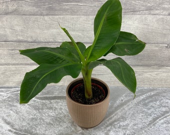 Banana Plant - Musa Acuminata Dwarf Cavendish - fun houseplant