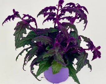 Gynura Aurantiaca Purple Velvet, Purple Passion House Plant - hairy purple leaves!