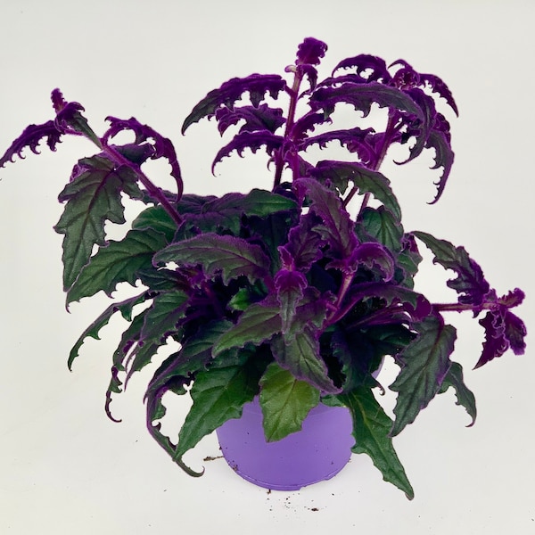 May include: A potted plant with dark green leaves and purple undersides. The plant is in a purple pot.