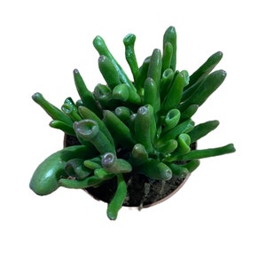 May include: A green succulent plant with thick, fleshy leaves growing in a brown pot. The plant has a unique, rounded shape and is a popular choice for indoor gardening.