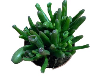 Crassula Ovata Hobbit - Jade Money Plant - Feng Shui good luck, wealth, friendship houseplant gift - Christmas gift