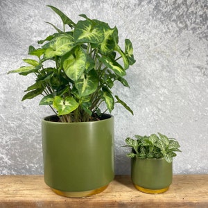 May include: Two potted plants, one large and one small, both with green foliage. The larger plant is in a dark green ceramic pot with a gold rim. The smaller plant is in a dark green ceramic pot with a gold rim. The plants are on a wooden surface.
