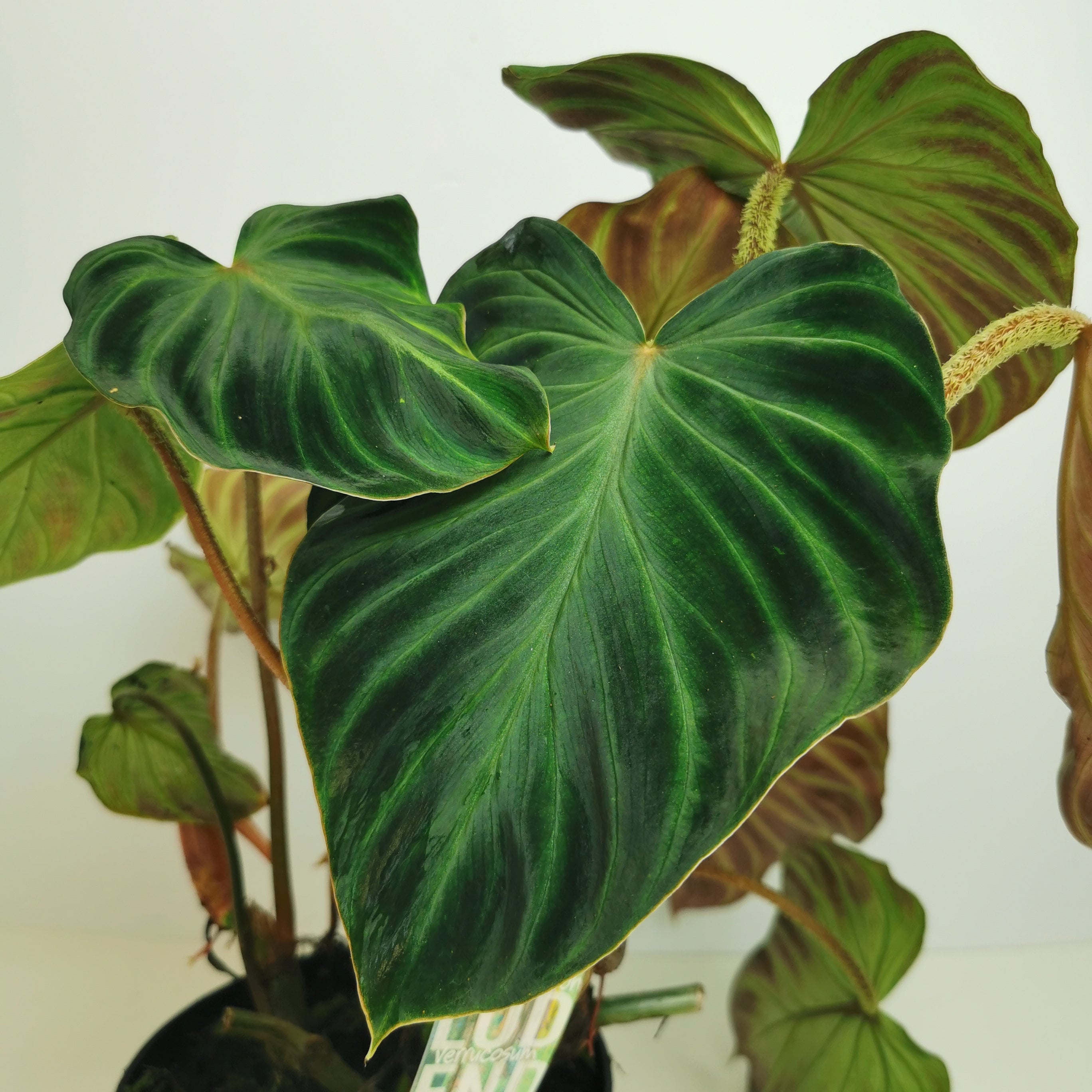 Philodendron Verrucosum VERY Rare House Plant UK Stock. Etsy UK