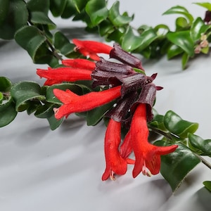 Aeschynanthus Rasta Lipstick Plant image 3