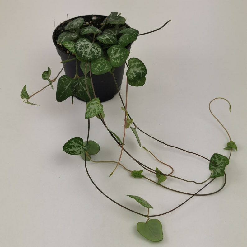 string of spades