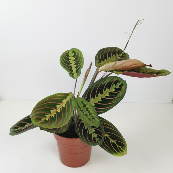 Maranta Leuconeura Fascinator - Prayer Plant - Indoor Plant - Etsy Israel
