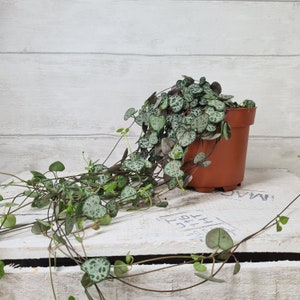 May include: A trailing plant with small, heart-shaped leaves with green and silver variegation. The plant is growing in a terracotta pot.