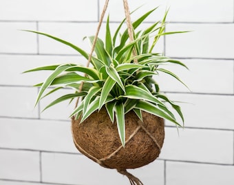 Chlorophytum Ocean Spider Plant - Optional Hanging Kokedama Planter - Gift