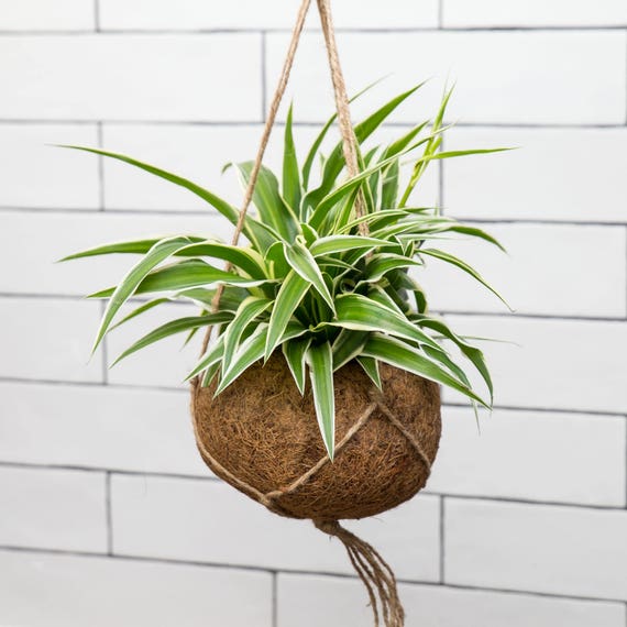 Chlorophytum Ocean Spider Plant - Optional Hanging Kokedama Planter - Gift  - Etsy Israel
