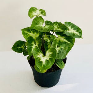 Syngonium Podophyllum 'Pixie' Houseplant