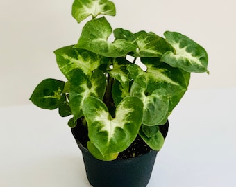 Syngonium Podophyllum 'Pixie' Houseplant