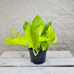 Scindapsus Golden Pothos Neon - Devils Ivy - Trailing Houseplant