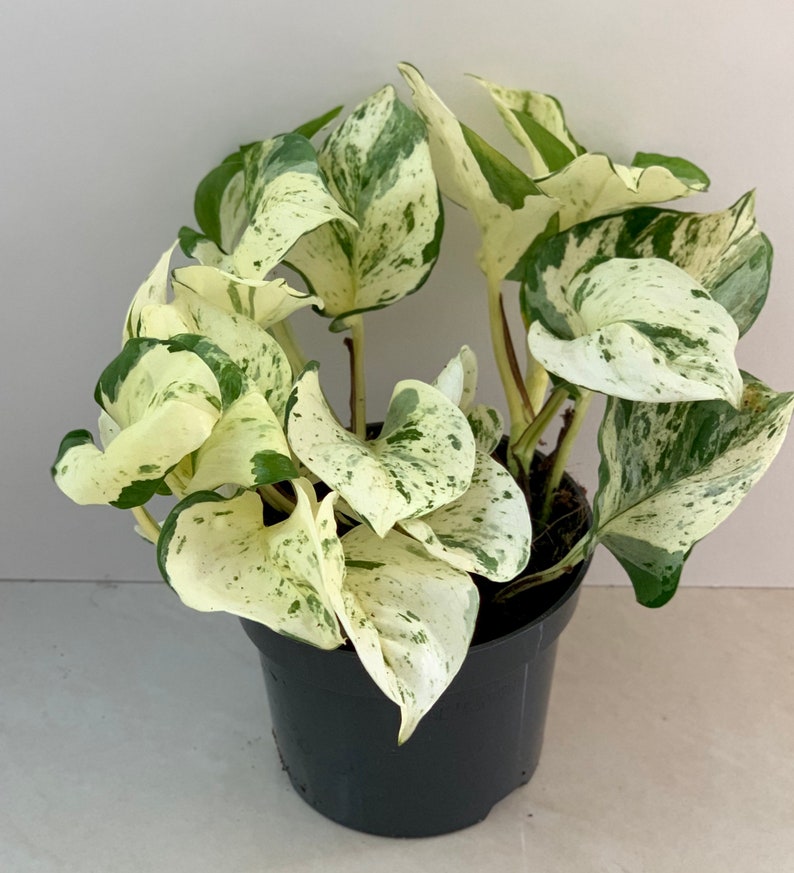 Scindapsus Happy Leaf Epipremnum Devils Ivy Trailing Etsy