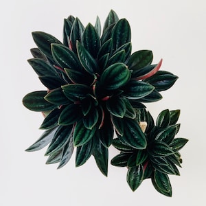 May include: Two potted plants with dark green leaves and red veins. The plants are in a white pot and are arranged in a symmetrical pattern.