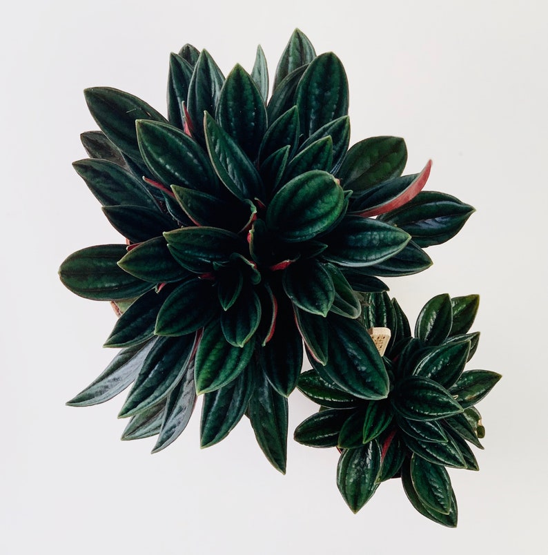 May include: Two potted plants with dark green leaves and red veins. The plants are in a white pot and are arranged in a symmetrical pattern.