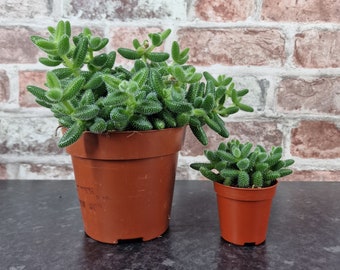 Delosperma Echinatum "Pickle Plant" Houseplant - Large & Small Sizes