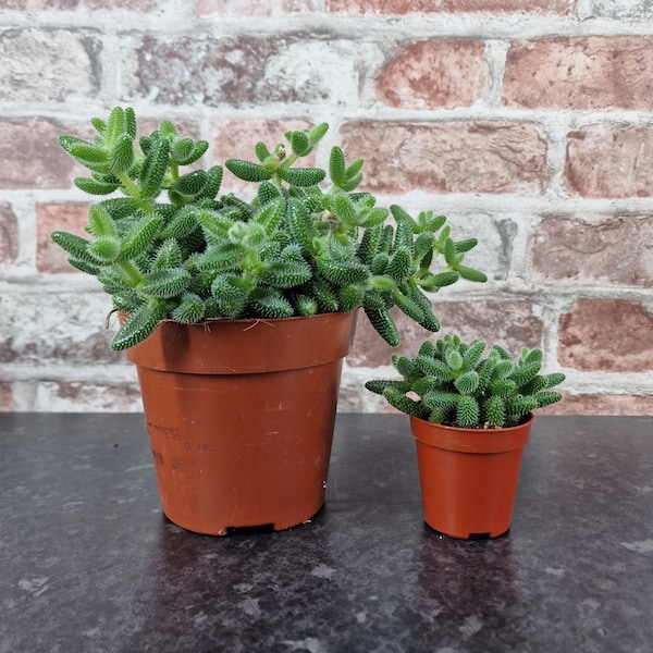 May include: Two succulent plants in terracotta pots. The larger plant is in a 5-inch pot and the smaller plant is in a 3-inch pot. Both plants have green, fleshy leaves.
