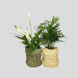 May include: Two potted plants in woven baskets. A peace lily plant in a green basket and a green palm plant in a beige basket.