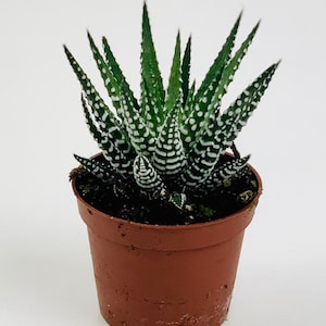 May include: A small potted succulent plant with green leaves and white spots. The plant is in a brown plastic pot.