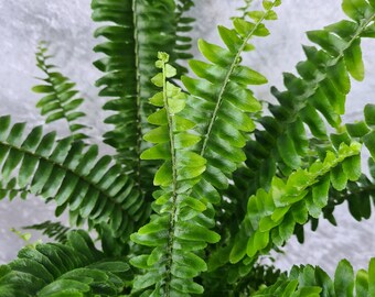 Nephrolepis Boston Fern - Green Moment - Houseplant