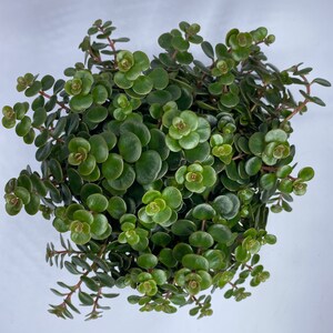 Puede incluir: Primer plano de una planta suculenta verde con hojas redondas y carnosas. La planta est&aacute; en una maceta, pero la maceta no es visible en la imagen.