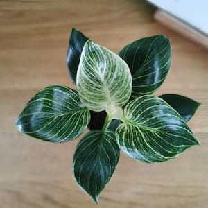 Rare Philodendron Birkin / White Measure / White Wave - Variegated White Pin Stripe Leaves Houseplant