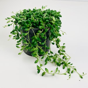 May include: A green string of pearls plant in a black plastic pot. The plant has long trailing stems with small, round leaves.