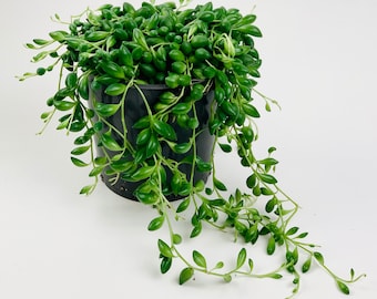 Senecio Herreianus Trailing Houseplant, String of Beads - 12cm Pots