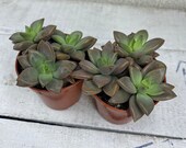 Sedum Bordeaux Heart Houseplant