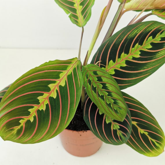 dracaena tree Dracaena Tornado  4" & 6" Pot Options